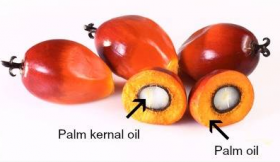 YS棕櫚核油棕櫚油植物油媒介油
